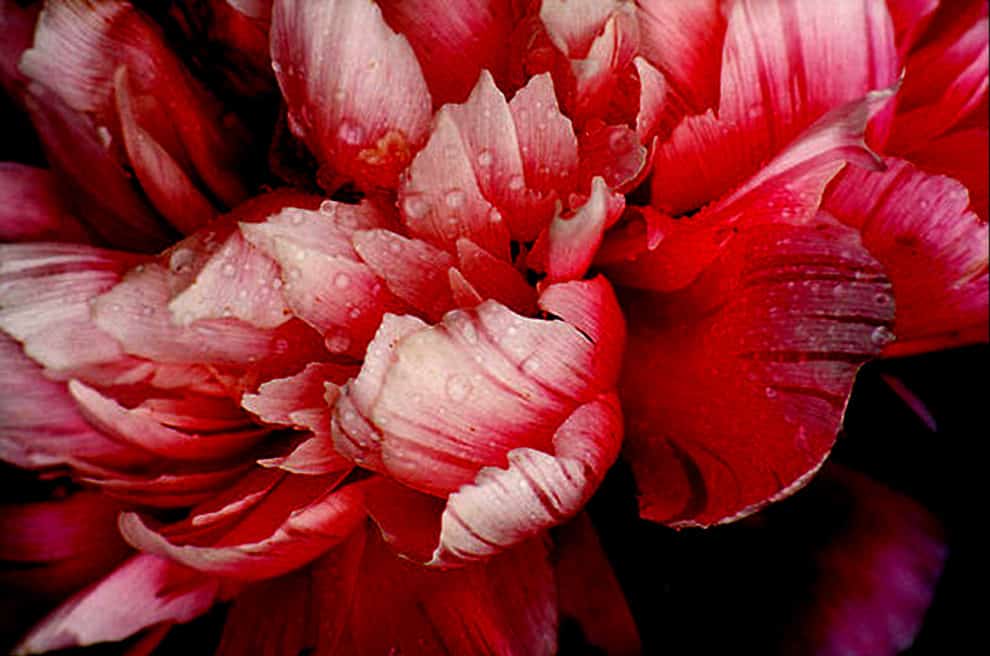Something beautiful a great peonie flower